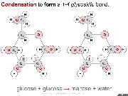 Condensation & hydrolysis in maltose. Click to animate. 