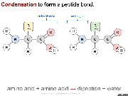 Condensation is used to form peptide bonds, hydrolysis is used to break them.  Click to see animation. 