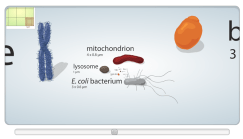 Learn.Genetics cell size